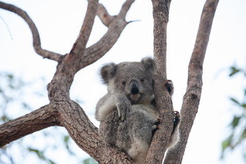 süsses Koala Jungtier auf dem Baum.