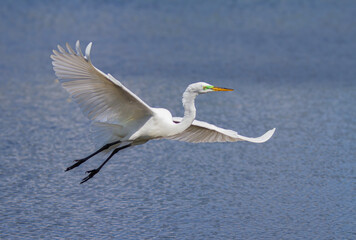 A great egret in flight over a rookery in Florida