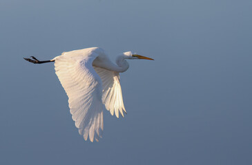 A great egret in flight over a rookery in Florida