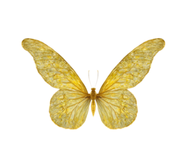A realistic yellow butterfly with delicate wings, intricate vein patterns, and a soft gradient of golden hues. Transparent background