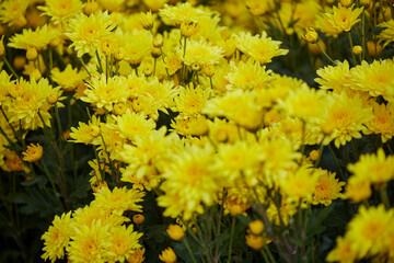 Close-up of  yellow Chrysanthemum flower blooming in the garden
