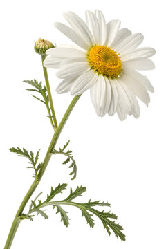 Matricaria chamomilla flower