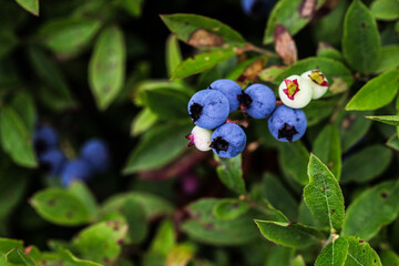Experience the rich colors of wild  blueberries in Maine nestled among fresh green leaves, showcasing nature's bounty in a serene environment under soft daylight © miro