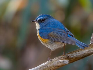 森の中で枯れ木に留まって周りを見渡しているルリビタキの雄