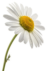 Obraz premium chamomile flower isolated on white
