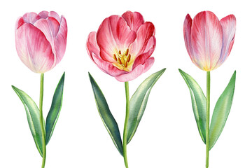 Tulips flowers set. Hand-painted pink tulips in watercolor style, elegant floral design with pink petals and green stems