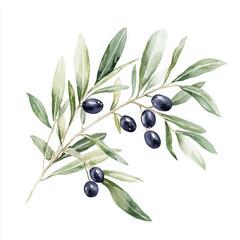 Illustration painted olive branch create refreshing feeling