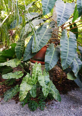 Philodendron Paraiso Vede and Philodendron billietiae Croat in garden © Beach boy 2024