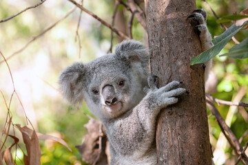 Süsser Koala am Baum klammernd.	
