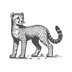 Hand-drawn Hand Drawn Cheetah illustration in a detailed and artistic style