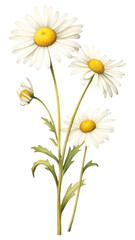 Fototapeta premium PNG Illustration botanical daisies flowers.