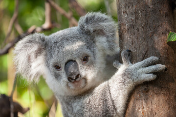 Süsser Koala am Baum klammernd.	
