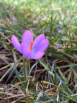 spring crocus flowers krocus
