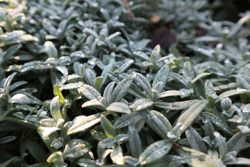 green leaves of a plant covered with dew that falls sunlight