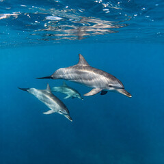 Naklejka premium great white shark