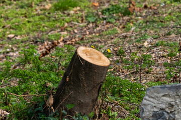 freshly cut tree in the park