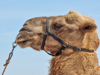 Camel Head Profile. The profile of the head of a harnessed camel that looks lazily into the distance
