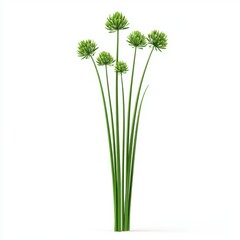 Fototapeta premium Fresh Green Plant Stems with Round Buds on White Background