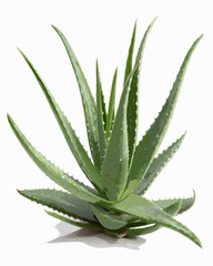 aloe vera plant isolated on white
