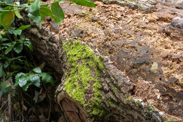 tree roots in the forest