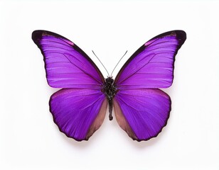 Obraz premium purple butterfly isolated on transparent or white background