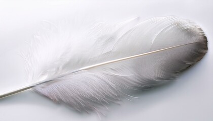 white feather white background