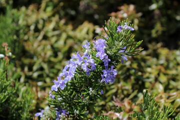 Rosemary flowering in the garden