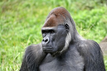 見つめるオスのゴリラの顔のアップ