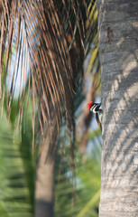 Woodpecker on Coconut Palm Tree in Tropical Natural Habitat