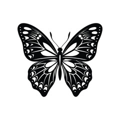 butterfly isolated on white background