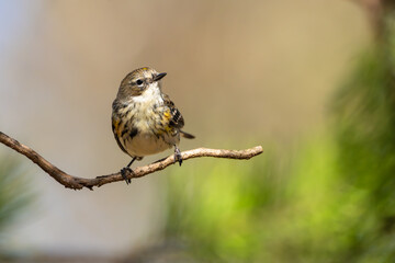 Yellow-rumped warbler perched on a branch