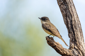 Eastern Phoebe perched on a branch