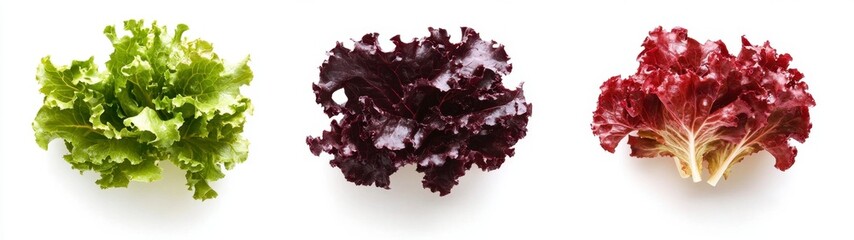 Fresh Green and Red Leaf Lettuce Arrangement on White Background