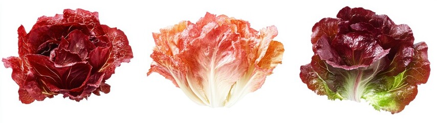 Obraz premium Vibrant Red Lettuce Varieties Fresh from the Garden Display