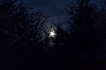 Fototapeta premium Sunny and Icy Winter Wonderland