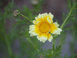 野菜の花　春菊の花