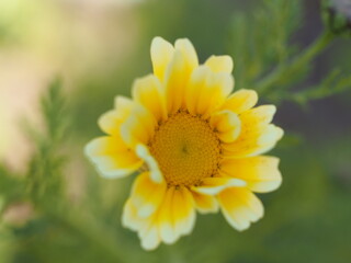 野菜の花　春菊の花