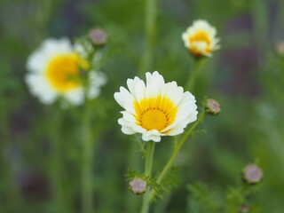 野菜の花　春菊の花