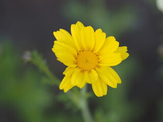 野菜の花　春菊の花