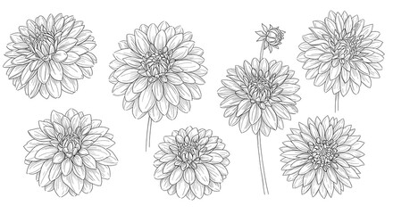 Elegant Single Flower Line Art