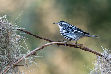 Black and White Warbler perched on a vine