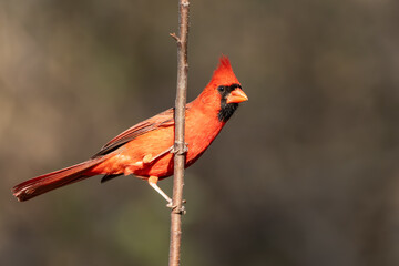 Male cardinal perched on a branch