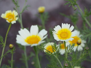野菜の花　春菊の花