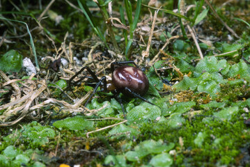 False black widow or Cupboard spider (Steatoda grossa) female on moss, Sardinia, Italy.