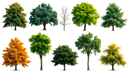 Fototapeta premium a collection of various vibrant trees, isolated against a bright backdrop, showcasing their diverse foliage and shapes