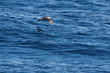 Black-browed albatross (Thalassarche melanophris) flying over the South Atlantic Ocean, off the coast of the Falkland Islands