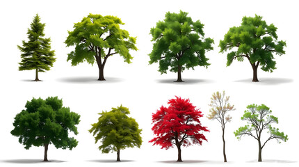 Fototapeta premium Collection of different types of trees with various leaf colors, including green, brown, and red. These trees are isolated on a white background and would be perfect for your design projects. 