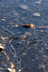 朝日に輝く真冬に凍りついた池