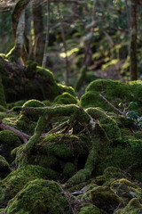 苔むす青木ヶ原樹海に差し込む朝日
