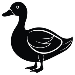 duck isolated on white